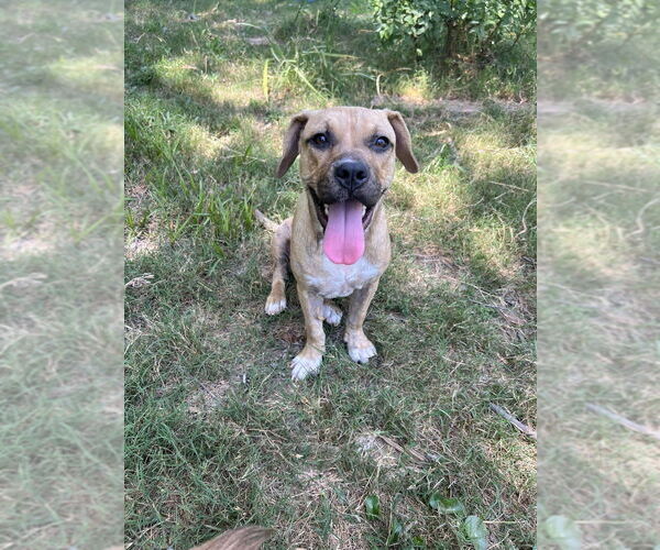 Medium Photo #2 American Pit Bull Terrier-Unknown Mix Puppy For Sale in FRAMINGHAM, MA, USA