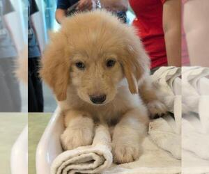 Medium Great Pyrenees