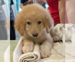 Small Great Pyrenees