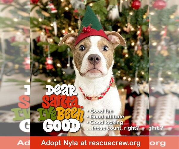 Medium Photo #5 American Pit Bull Terrier-Unknown Mix Puppy For Sale in Plymouth, MN, USA