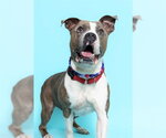 Small #1 American Staffordshire Terrier