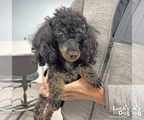 Medium Photo #3 Poodle (Toy)-Unknown Mix Puppy For Sale in Washington, DC, USA