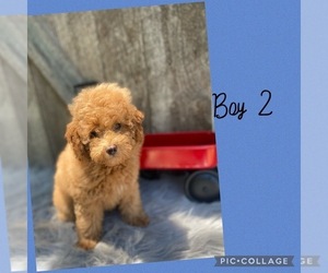 Poodle (Toy) Puppy for sale in FREDERICKTOWN, MO, USA