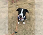 Small #2 American Pit Bull Terrier Mix