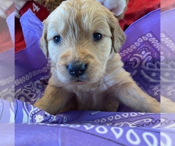 Medium Photo #2 Golden Retriever Puppy For Sale in RADCLIFF, KY, USA