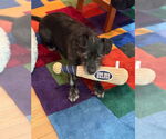 Small #4 Cairn Terrier Mix