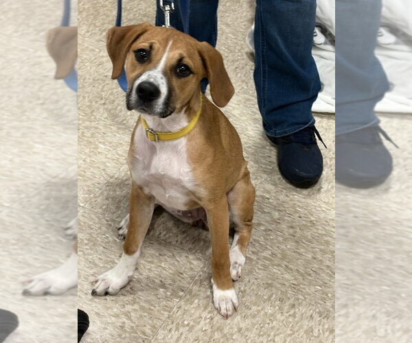 Medium Photo #40 Mutt Puppy For Sale in Wenonah, NJ, USA