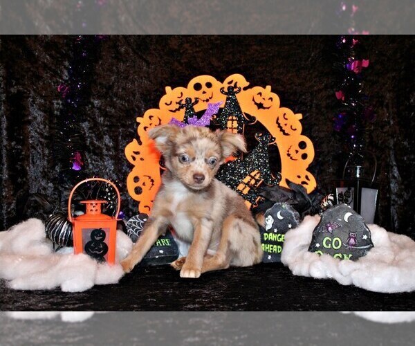 Medium Photo #43 Chihuahua Puppy For Sale in CHARLESTON, AR, USA