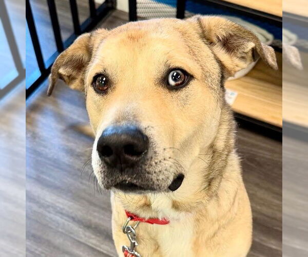 Medium Photo #24 Anatolian Shepherd-Unknown Mix Puppy For Sale in Canton, CT, USA