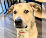 Small #23 Anatolian Shepherd Mix