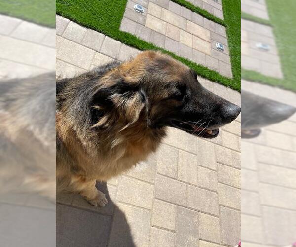 Medium Photo #1 German Shepherd Dog Puppy For Sale in HESPERIA, CA, USA
