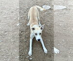 Small #1 Carolina Dog-Siberian Husky Mix