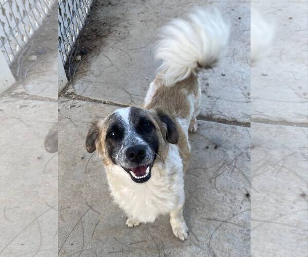 Medium Photo #9 Maltese-Unknown Mix Puppy For Sale in La Verne, CA, USA