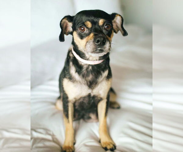 Medium Photo #6 Chug Puppy For Sale in Corona, CA, USA