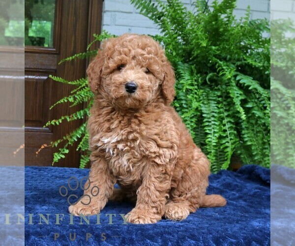 Medium Photo #4 Goldendoodle (Miniature) Puppy For Sale in NARVON, PA, USA
