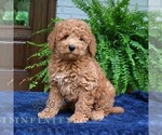 Small #3 Goldendoodle (Miniature)