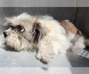 Shih Tzu-Unknown Mix Dogs for adoption in San Antonio, TX, USA