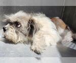 Small Shih Tzu Mix