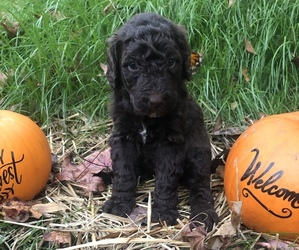 Golden Mountain Doodle  Puppy for sale in COMER, GA, USA