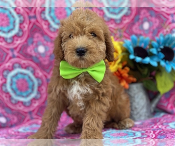 Medium Photo #4 Miniature Labradoodle Puppy For Sale in LANCASTER, PA, USA