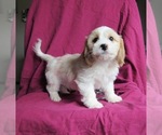 Small Cavachon