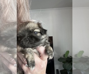 Pekingese Puppy for sale in MARTINSVILLE, VA, USA