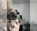 Image preview for Ad Listing. Nickname: Little pekes