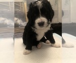 Small Photo #20 Bernedoodle Puppy For Sale in MIAMISBURG, OH, USA
