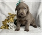 Small Photo #5 Labrador Retriever Puppy For Sale in CEDAR LANE, PA, USA
