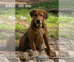 Small #1 Coonhound Mix