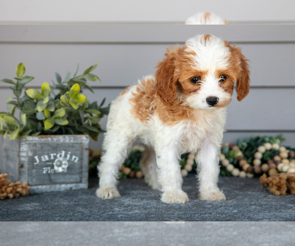 Medium Photo #3 Cavapoo Puppy For Sale in WOLCOTTVILLE, IN, USA