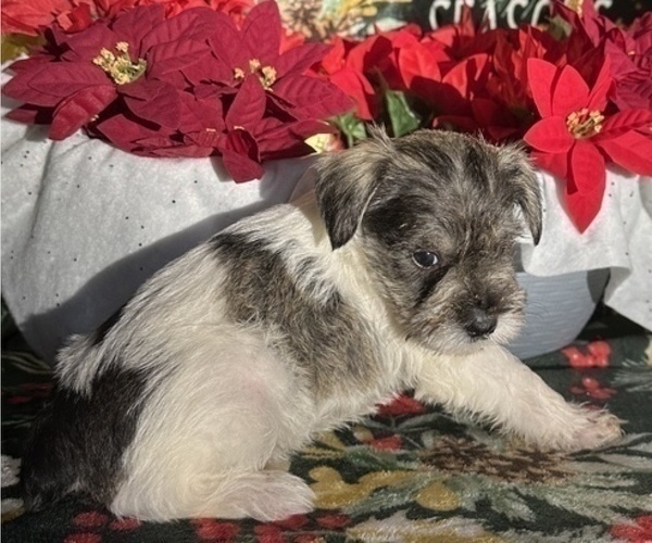 Medium Photo #5 Schnauzer (Miniature) Puppy For Sale in CANTON, NY, USA