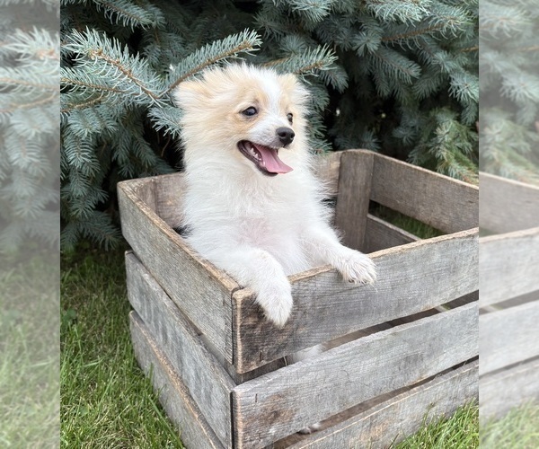 Medium Photo #4 Pomeranian Puppy For Sale in MIDDLEBURY, IN, USA