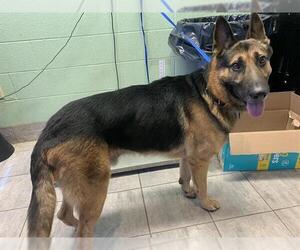 German Shepherd Dog-Unknown Mix Dogs for adoption in Grand Prairie, TX, USA