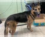 Small German Shepherd Dog Mix