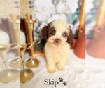 Small #10 Cockapoo
