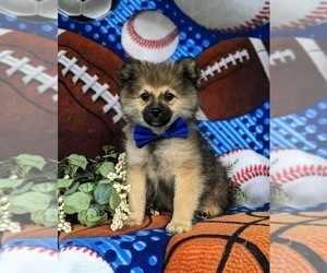 Pomeranian Puppy for sale in CHRISTIANA, PA, USA