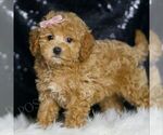 Small #2 Maltipoo