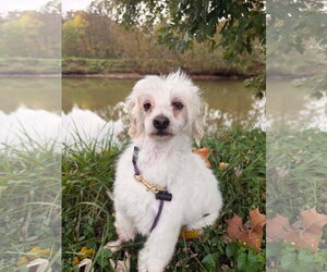 Markie - Male Maltese-Unknown Mix Dog for Adoption - Photo #4