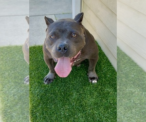 Mother of the American Bully puppies born on 01/08/2025