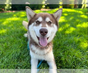 Siberian Husky Dogs for adoption in Sacramento, CA, USA