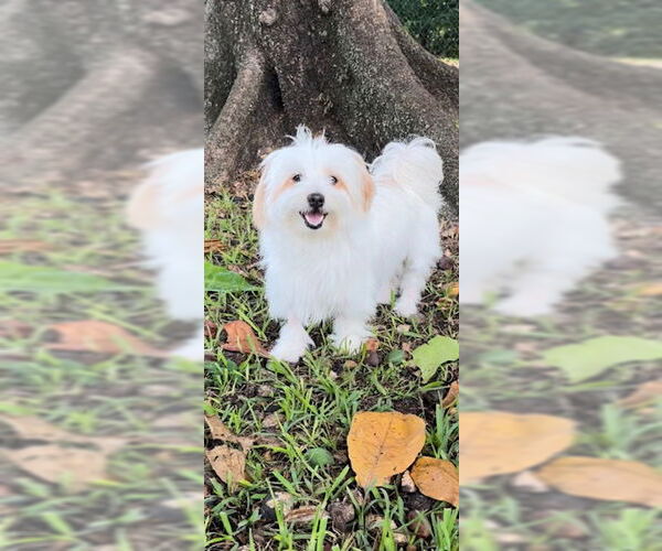 Medium Photo #3 Maltese Puppy For Sale in Weston, FL, USA