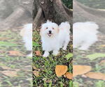 Small #2 Maltese