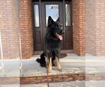 Small Photo #1 German Shepherd Dog Puppy For Sale in BROOKLYN, NY, USA