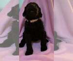 Small Photo #23 Goldendoodle Puppy For Sale in DYERSBURG, TN, USA