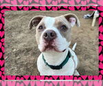 Small #3 American Pit Bull Terrier
