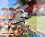 Small #4 American Pit Bull Terrier-Huskies  Mix