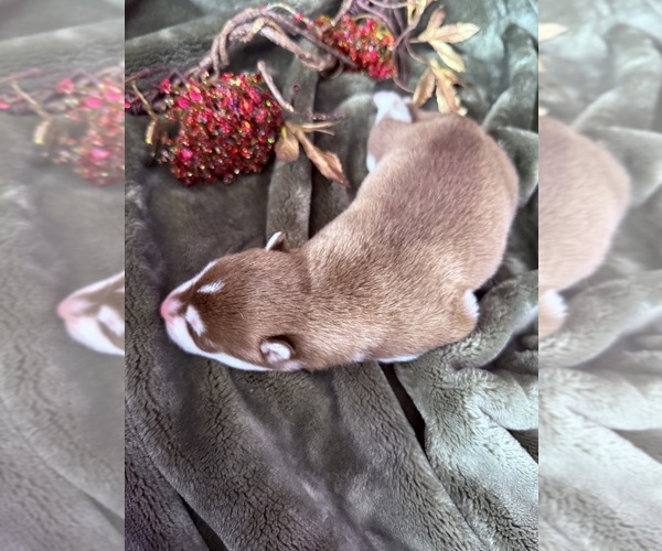 Medium Photo #25 Siberian Husky Puppy For Sale in STAPLES, MN, USA