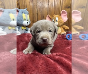 Labrador Retriever Puppy for sale in NEOLA, WV, USA