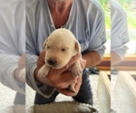 Small Photo #3 Labrador Retriever Puppy For Sale in LA CONNER, WA, USA
